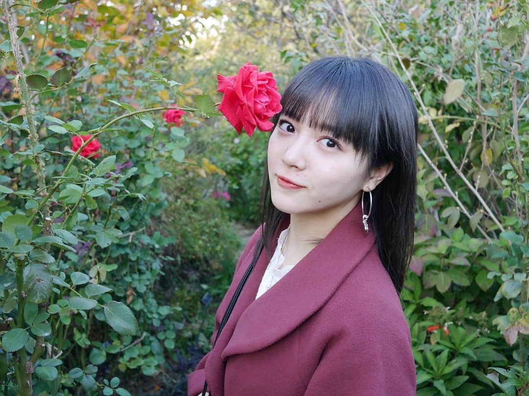 中山莉子さんのインスタグラム写真 - (中山莉子Instagram)「→🌹﻿ お腹が空く1日﻿ 皆さんは夜ご飯何食べたーー？﻿ 私はなに食べようか悩み中ーー﻿ ﻿ ﻿ #横浜#薔薇#横浜イングリッシュガーデン」11月29日 18時54分 - nakayama_riko_official