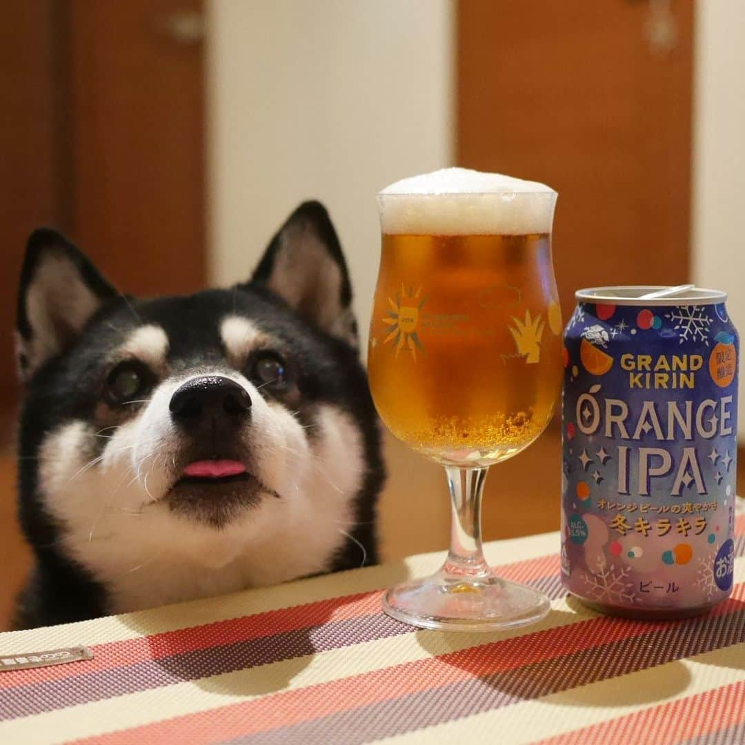 くろさんのインスタグラム写真 - (くろInstagram)「👅🍺 #目線の先にはおやつ #ORANGEIPA #GRANDKIRIN #オレンジピールの爽やかさ #冬キラキラ #限定醸造 #キリンビール #麒麟麦酒 #kirinbeer #kuroshiba #shibainu #黒柴 #柴犬 #和犬 #日本犬 #ふわもこ部 #わんこのいる暮らし #わんこと一緒 #わんことの生活 #わんこと暮らす #柴犬と一緒 #柴犬のいる暮らし #柴犬のいる生活 #わんダフォ #わんだふるjapan #お疲れちゃんビール #チョイペロ #ちょいぺろ #👅🍺」11月29日 18時58分 - m6bmw