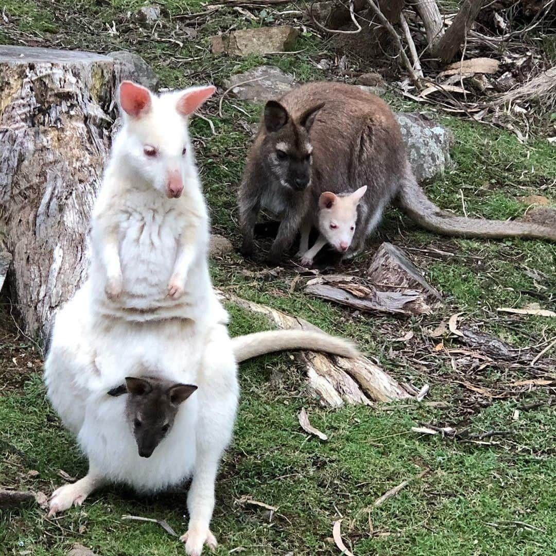 Australiaさんのインスタグラム写真 - (AustraliaInstagram)「Is this what they call a… switcheROO? 🤯 Seriously though, wouldn't you be a little confused if you spotted this pair of #wallabies in the wild as @ireneisbuffy did? This rare encounter took place on @tasmania's @brunyislandau and whilst at first glance you may think these joeys have swapped pouches, that is in fact not the case! The island is home to a small population of rare albino wallabies, as a lack of predators on the isolated island has allowed these super cute creatures to thrive. If you’re keen to spot one in the wild for yourself, hop on a ferry from the town of Kettering on mainland #Tasmania to get here.  #seeaustralia #discovertasmania #easter #weeklyfluff #wildlife #easterbunny」11月29日 19時00分 - australia