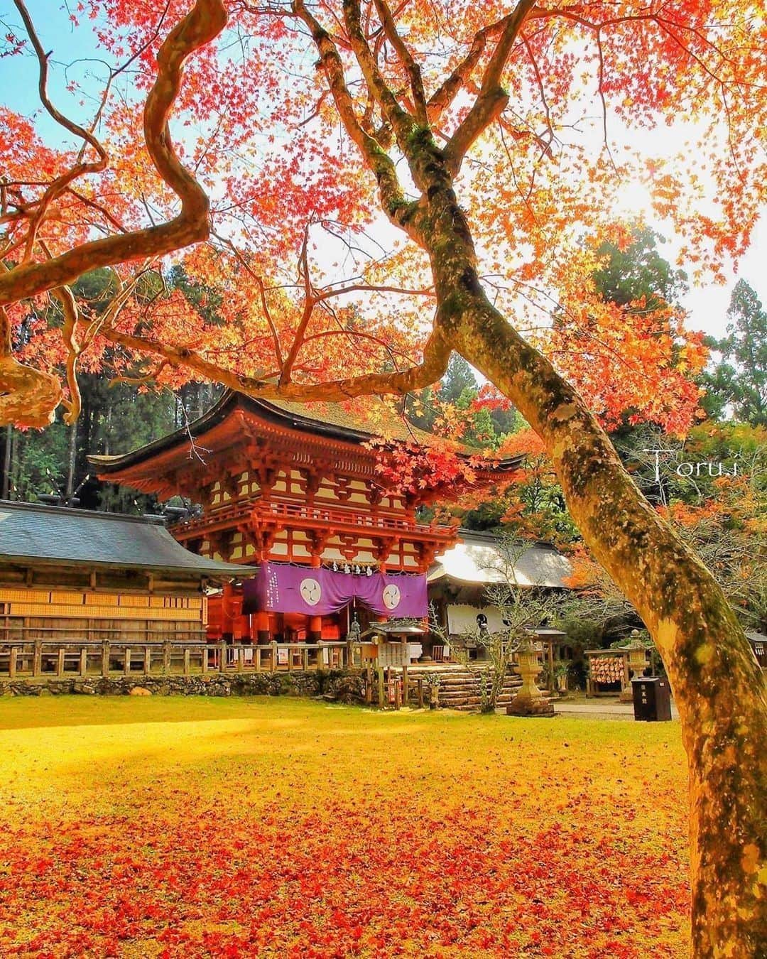 Visit Wakayamaさんのインスタグラム写真 - (Visit WakayamaInstagram)「.⠀ It's peak week for autumn foliage at Niutsuhime Shrine! 🍁⠀ 📸: @toru_photo_ig」11月29日 19時00分 - visitwakayama
