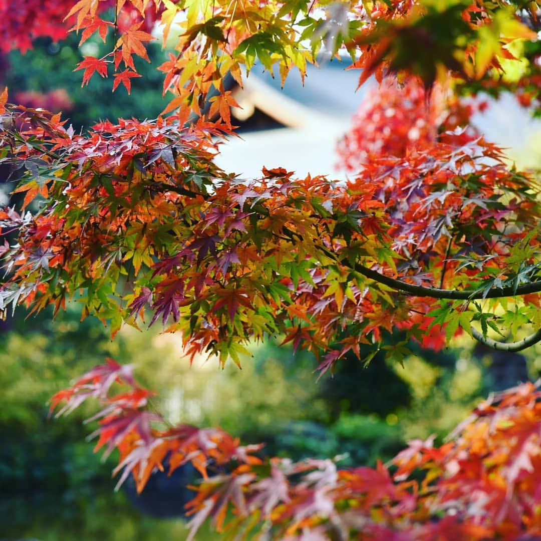 City of Kyoto Official Accountのインスタグラム：「紅葉だより2019🍁更新中 https://ja.kyoto.travel/flower/momiji/  写真は11/29の城南宮の様子です。 (写真は城南宮さんから提供いただきました。) #京都 #京都ジェニック #秋 #紅葉#もみじ #城南宮 #🍁 #未来に残したい京都 #京都好きな人と繋がりたい  #visitkyoto #kyotogenic #autumninkyoto  #jonangu #fallfoliage #maple #maplemania #mapleleaf #autumnleaves #kyototravel #japantrip #autumn #kyototrip 🍁Kyoto Fall Foliage Calendar 2019🍁 https://fallfoliage.kyoto.travel/」