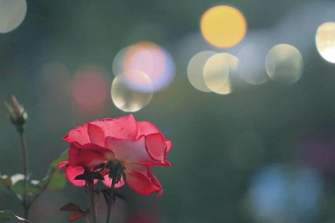 花の写真館のインスタグラム：「Photo by @photo_by_mizu.⠀ https://instagram.com/photo_by_mizu/⠀ .⠀ Original Post[投稿頂いたURL]⠀ https://www.instagram.com/p/B3OfVdYA7ks/⠀ .⠀ 本アカウントは、 #私の花の写真 をつけてInstagramに投稿された皆さまの花の写真や、「花の写真館」Facebookページで投稿された花の写真を紹介します。⠀ 「花の写真館」Facebookページは、「 @floral.photograph 」のプロフィールにあるURLからご覧ください。⠀ .⠀ #花の写真館 #floralphotograph #floralphoto #flower #flowers⠀ Follow: @floral.photograph」
