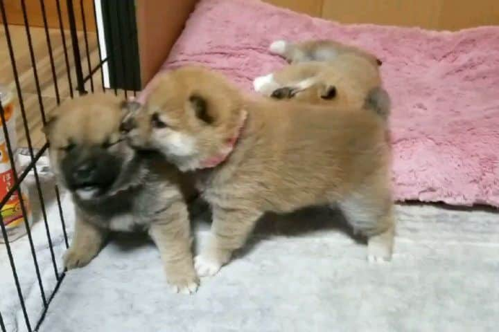 柴犬たま Shibainu Tamaのインスタグラム