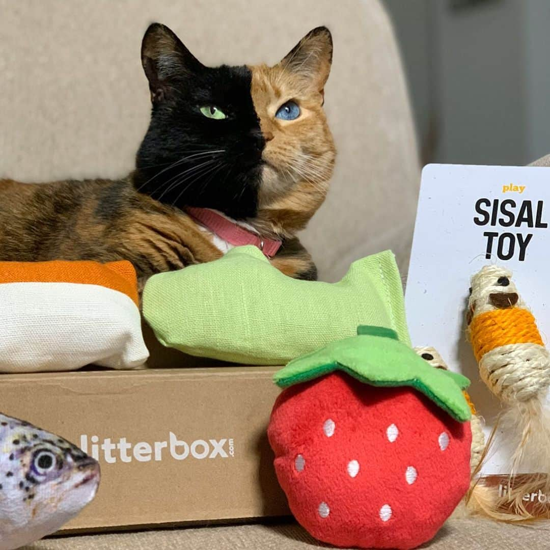 Venus Cat さんのインスタグラム写真 - (Venus Cat Instagram)「*GIVEAWAY* ‘Tis the season for giving and I’m kicking it off by hosting a giveaway for a $200 box of your choice of products from @litterboxbrand to help share their exciting new product line featuring everything from catnip, toys, & beds, to cleaners, litter, and The Litter Robot most of you have probably seen (there will be a separate giveaway for one of those in December). I’ve partnered with the people behind this brand for many years. They design products for pets & pet parents because they are pet parents themselves. 🐾  Swipe through my pics & check out the link in my bio to see even more of their new products!  Here's how enter:  1. ❤️/Like this post 2. Tag 3 friends who love cats in the comments below. 3. Follow @litterboxbrand . *** Share this post to your stories (don’t forget to tag us and @litterboxbrand in it so we see it) for extra chances! *** . Giveaway closes Saturday, 11/30 at 9:00pm PDT (midnight EDT). The winner will be chosen at random, announced in a story, & notified via DM on Sunday, December 1st.  Good luck everyone! 😺🐾 📦 Due to shipping, giveaway open residents of US & Canada only and is sponsored by @litterboxbrand . Giveaway not associated with Instagram. #litterboxbrand #cattoys #catnip #petproducts #Sponsored」11月29日 20時23分 - venustwofacecat