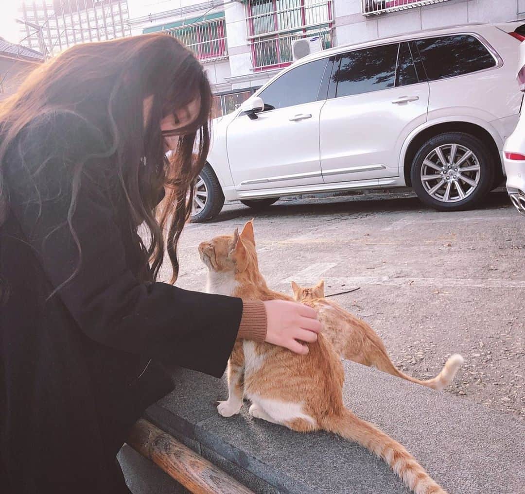八尋莉那さんのインスタグラム写真 - (八尋莉那Instagram)「韓国で出会ったキラキラしたおめめの可愛いにゃにゃ🐈 自分の子だけじゃなく、お他所のねこさんも可愛くて仕方ないです💕 ・ #stylenanda#stylenandakorea#猫#ねこ#にゃにゃ#koriancat#cat#世界中の猫が幸せでありますように  #韓国#韓国旅行#ソウル#はんぐるり#コネスト #女子旅#seoul#trip#me#팔로우#팔로미#데일리 #follow#followme#instagood#instagram#可爱的 #japanese#japanesegirl#konest#koria」11月29日 20時25分 - rinahnna