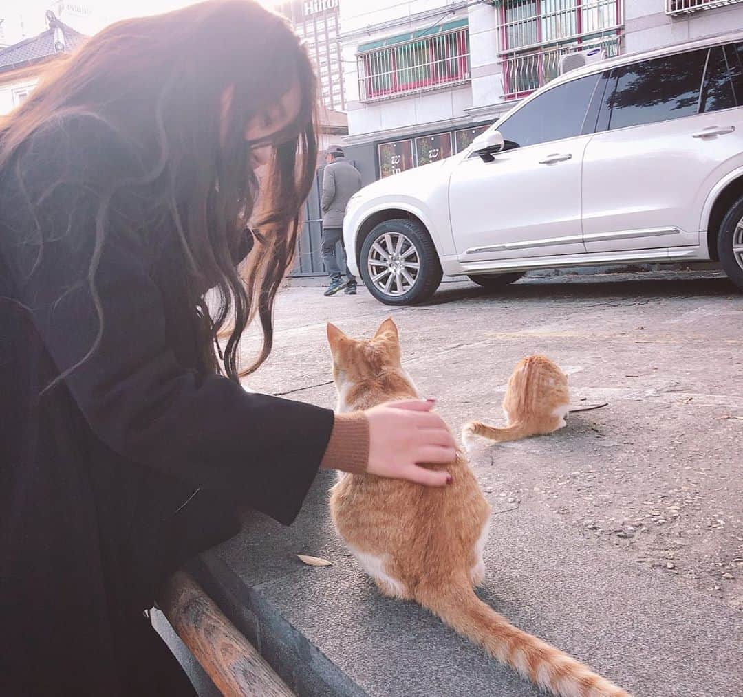 八尋莉那さんのインスタグラム写真 - (八尋莉那Instagram)「韓国で出会ったキラキラしたおめめの可愛いにゃにゃ🐈 自分の子だけじゃなく、お他所のねこさんも可愛くて仕方ないです💕 ・ #stylenanda#stylenandakorea#猫#ねこ#にゃにゃ#koriancat#cat#世界中の猫が幸せでありますように  #韓国#韓国旅行#ソウル#はんぐるり#コネスト #女子旅#seoul#trip#me#팔로우#팔로미#데일리 #follow#followme#instagood#instagram#可爱的 #japanese#japanesegirl#konest#koria」11月29日 20時25分 - rinahnna