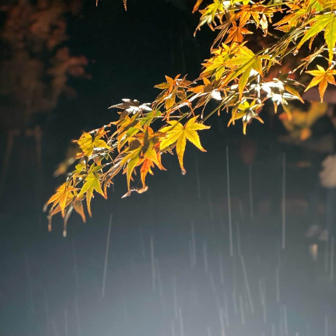 森川侑美さんのインスタグラム写真 - (森川侑美Instagram)「雨の京都☂️ @naked_inc に染められた二条城へ行ってきました💐 体験型デジタルアート展なので五感で二条城を感じられて 今まで何度か行った二条城とはまた全然違った雰囲気を楽しめました☺️ 小雨も本降りになって傘も持たずずぶ濡れでしたが、、 幻想的な会場では全く気にならず没頭できました📷笑 雨音と玉砂利の音と音響と、 あいにくの雨が特別な雨に感じられて とても癒されました☺️ 晴れた日は色味が映えてまた綺麗みたいです✨ 12/8までみたいなので気になる方はお早めに 新旧コラボイルミネーション行ってみてください😊😊 こうやって古く歴史あるものが また新しい形で見られるっていい🥺  #flowersbynaked#nakedink#arts#japan#kyoto#illustration#rain#phoenix #イベント#京都#二条城#デジタルアート#花みくじ#吉 #カメラ小僧#ひとりごと多め」11月29日 20時53分 - yumi.morikawa322