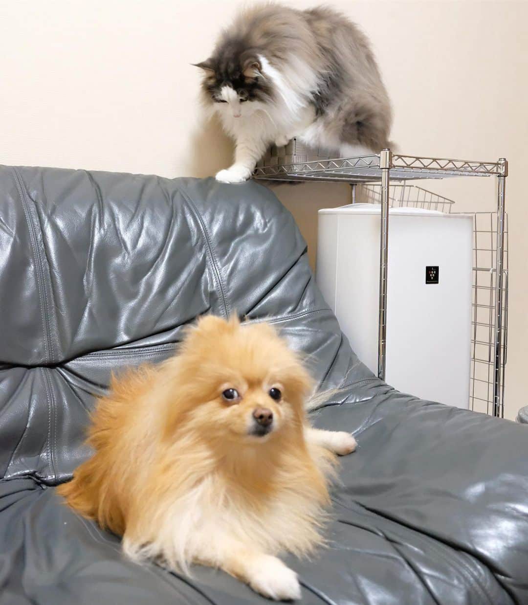 Hanaさんのインスタグラム写真 - (HanaInstagram)「ブログ更新しました♪ プロフィールから飛べます🚀 http://kedamakyoudai.blog.jp/ * ソファーの背もたれ キャットウォーク * * #NorwegianForestCat#Pomeranian#japan#catlover#doglover#dogs#cat#Kawaii#fluffy#pom#fluffydog#catsofinstagram#dogsofinstagram#fluffycat#ノルウェージャンフォレストキャット#ポメラニアン#pecoいぬ部#ペコねこ部#犬と猫のいる暮らし#かわいい#cute#cutecat#cutedog#funny#funnydog#funnycat#いぬのきもち#ねこのきもち」11月29日 21時05分 - mofu2family