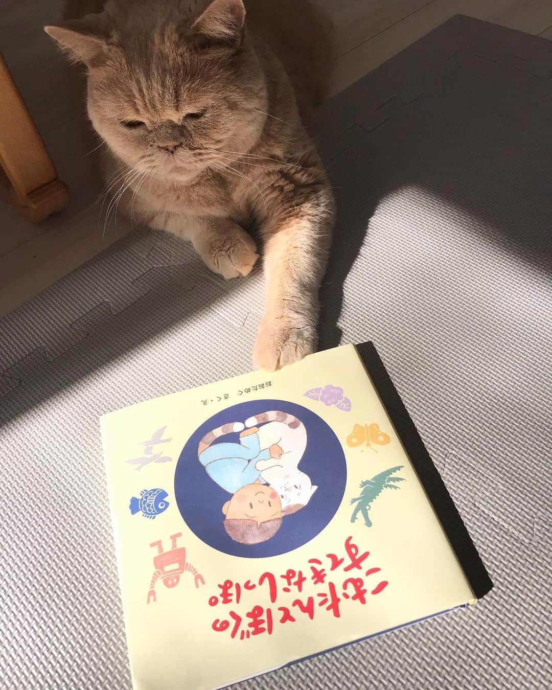 濱中鮎子のインスタグラム：「ええ話や  Part1  #こむたんとぼくのすてきなしっぽ  #cat #ネコ #小心者の親分 #チャイ坊 #チャイ #chai #britishshorthair #ブリティッシュショートヘア #クラッシュフェイス #ぶチャイく #愛の交歓」