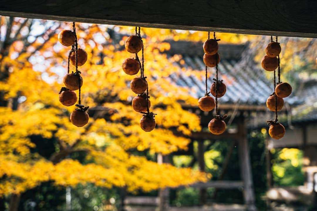 京都いいとこフォトさんのインスタグラム写真 - (京都いいとこフォトInstagram)「. 小塩山 金蔵寺。 山奥のひっそりとした古刹ですが、 境内いっぱいに咲くような紅葉があなたを迎えてくれます。 . Konzo-ji Temple in Oshioyama. It is a quiet old tomb in the mountains, The autumn leaves that bloom in the precincts will greet you. . . .  Date : 2019.11.24 Location : #Konzoji #金蔵寺 Photo : @hino0117 @kohei713 .」11月29日 21時42分 - kyoto_iitoko