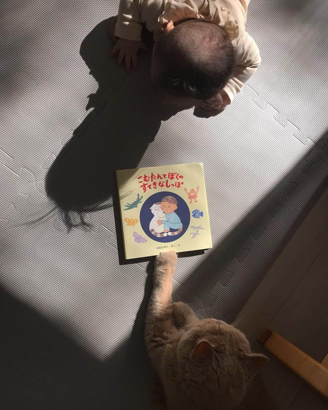 濱中鮎子のインスタグラム：「ほれ、お前も読んでみぃ  part2  #こむたんとぼくのすてきなしっぽ  #cat #ネコ #小心者の親分 #チャイ坊 #チャイ #chai #britishshorthair #ブリティッシュショートヘア #クラッシュフェイス #ぶチャイく #愛の交歓  #チャイ坊とお嬢」