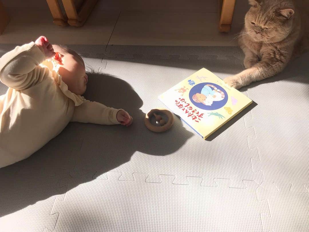 濱中鮎子のインスタグラム：「え〜読んでよぉ〜  Part3 #cat #ネコ #小心者の親分 #チャイ坊 #チャイ #chai #britishshorthair #ブリティッシュショートヘア #クラッシュフェイス #ぶチャイく #愛の交歓」