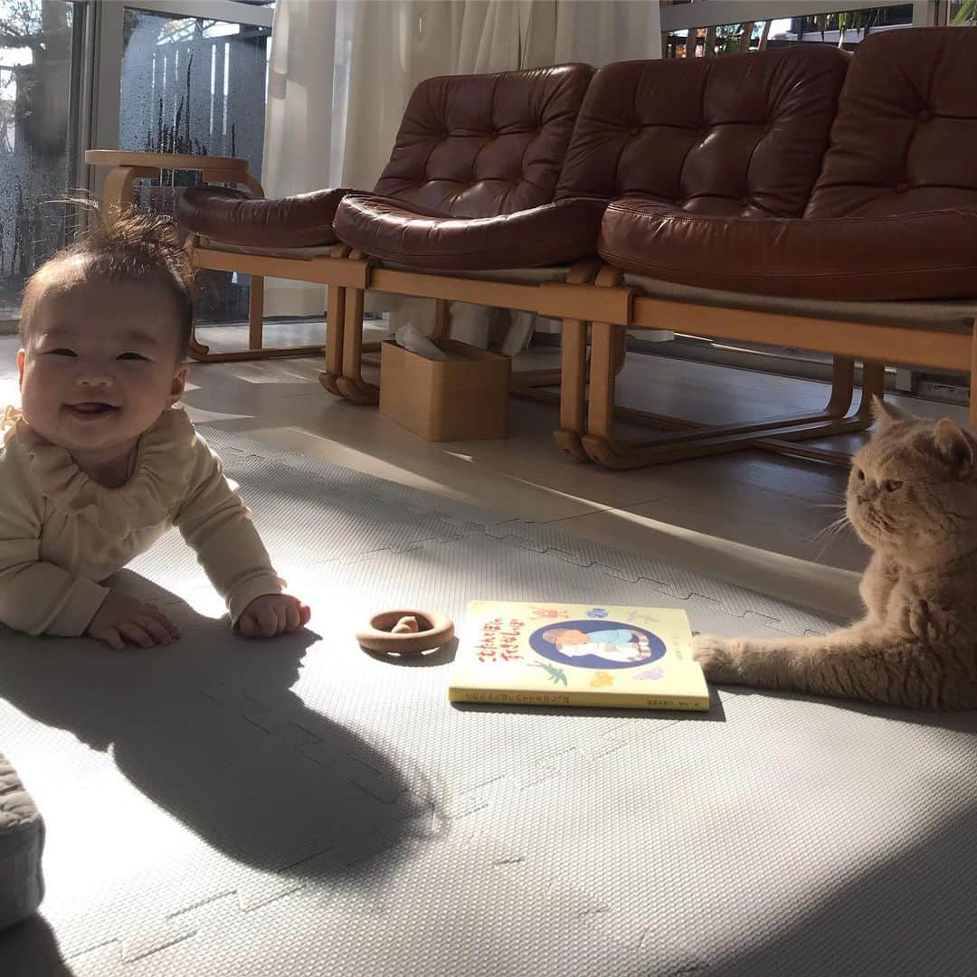 濱中鮎子のインスタグラム：「坊:しょうがないな、にゃん語でいいか？  お嬢:やったー💘  Part4  #cat #ネコ #小心者の親分 #チャイ坊 #チャイ #chai #britishshorthair #ブリティッシュショートヘア #クラッシュフェイス #ぶチャイく #愛の交歓  #チャイ坊とお嬢」