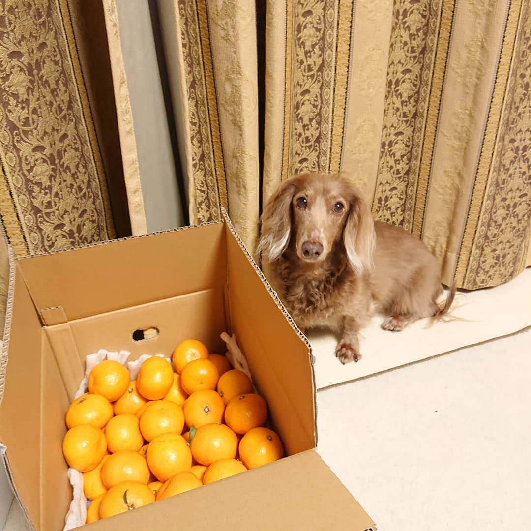 くるみんのインスタグラム：「* みかん🍊も頂きました お芋もみかんも熊本県産 @honnycoo628 さんからです 2ワンにもお裾分けしよう😆  ありがとうございます  #ミニチュアダックスフンド #ミニチュアダックスフント #ミニチュアダックス  #イザベラタン #イザベラ #ダックス多頭飼い #ダックスフント #ダックスフンド #ダックス #みかん #熊本県産 #わんこなしでは生きていけません会 #いぬばか部 #いぬすたぐらむ #短足部 #dachshundgram #dachshund #dachs #dachshund_feature #dogstagram #all_dog_japan #east_dog_japan #instagramdog #instadachs #instadog #kyounodachs #kyounowanko #todayswanko #7pets_1day #犬のいる生活」