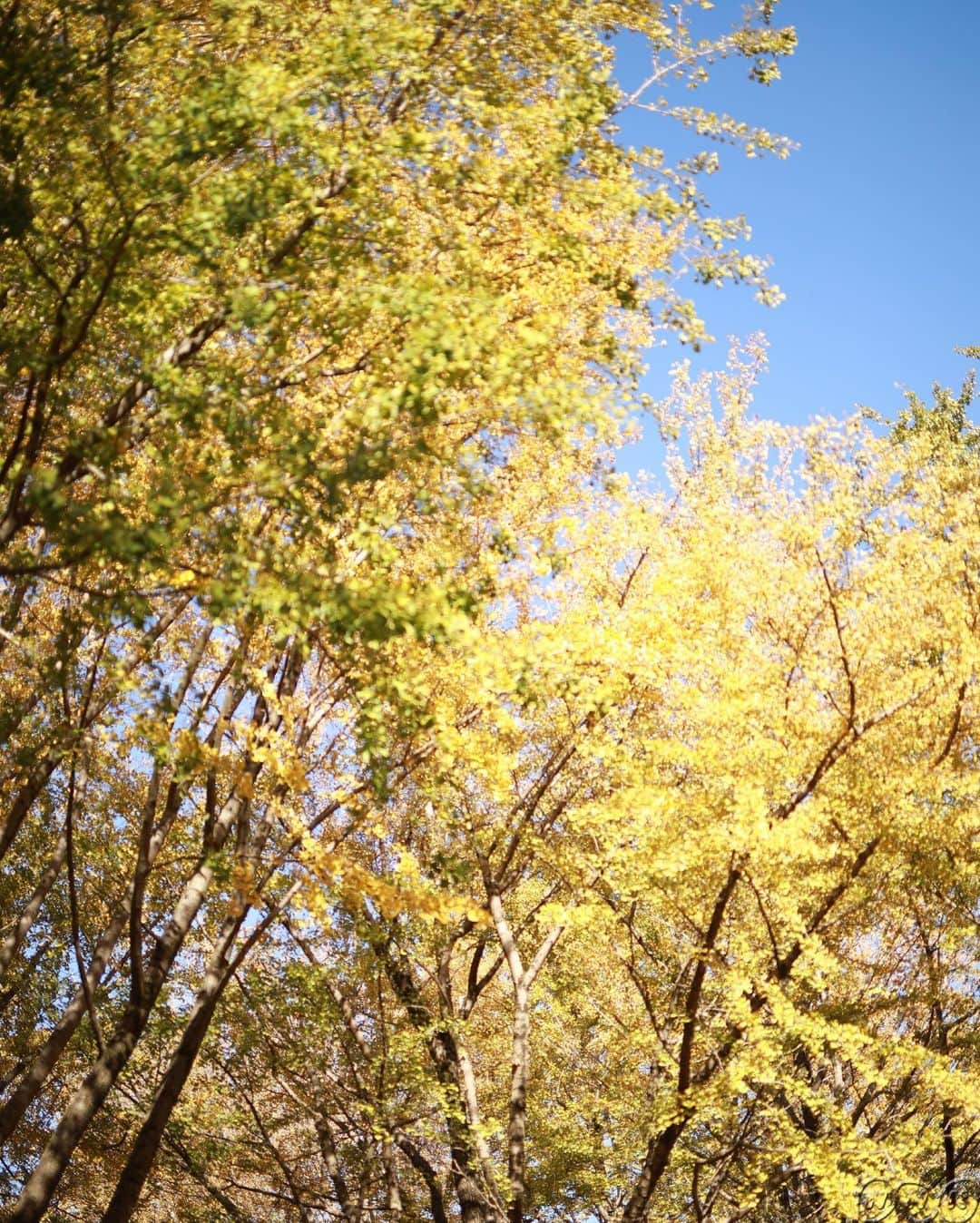 あさイチさんのインスタグラム写真 - (あさイチInstagram)「ブラオウミ🍁小さい秋みつけた♪ 秋らしい写真が撮りたいと、近江アナを連れ出しました！紅葉がとてもきれいでした。byスタッフ  #ブラオウミ #秋 #紅葉 #紅葉狩り #🍁⠀ #散歩 #公園 #落ち葉 #🍂 ⠀ #スタッフの本気 #たまには映えたい⠀ #ポートレート #アナウンサー #近江友里恵 アナ #nhk #あさイチ #8時15分から」11月30日 7時44分 - nhk_asaichi