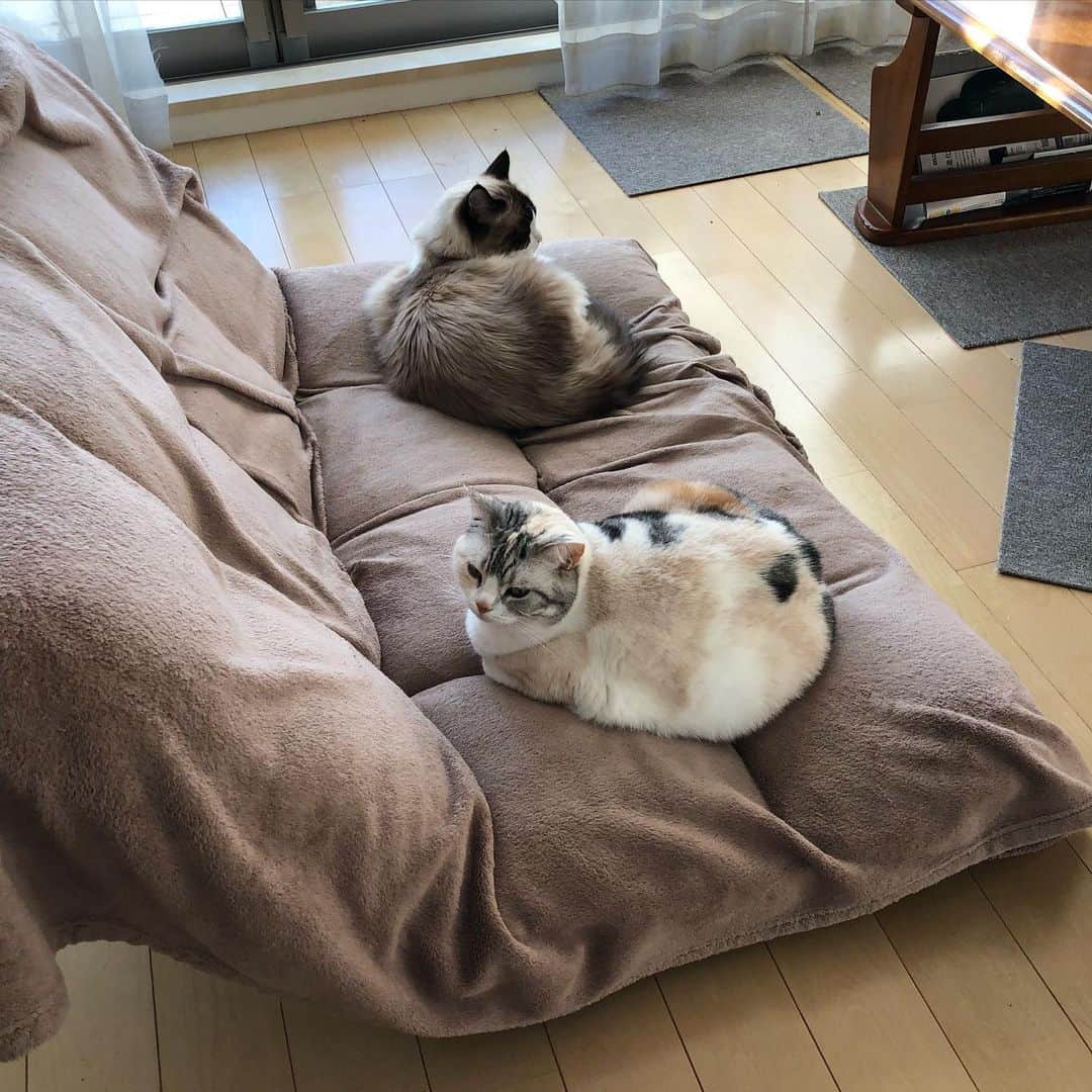 ホタテ＆クラム＆シラスのインスタグラム：「まだ部屋に直接陽が当たってないので仲良く並んでお日様待ち^ ^ #cat #neko #ScottishFold #猫 #ねこ #スコティッシュフォールド #catstagram #instagram #instagramjapan #ig_japan #igersjp #Ragdoll #ラグドール」