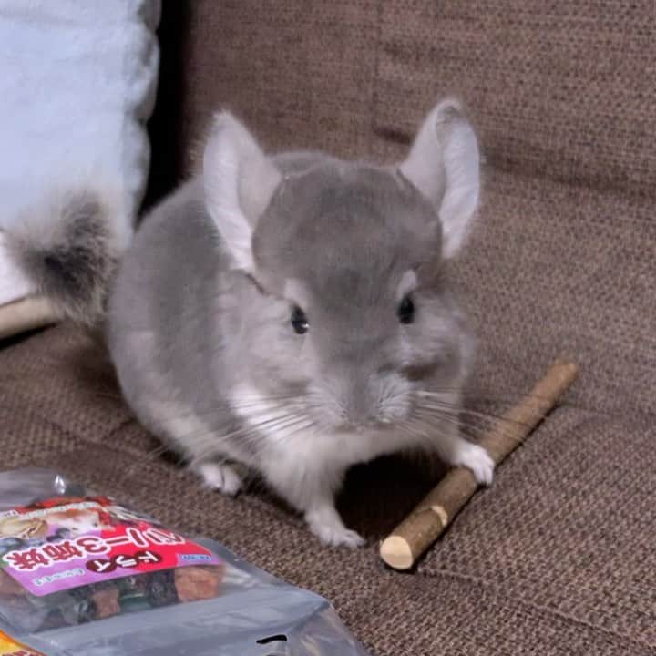 hamster_mocoのインスタグラム