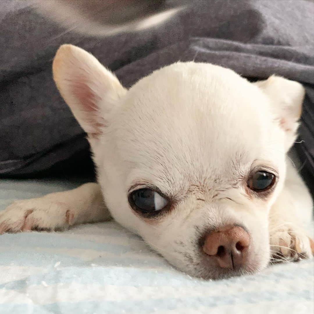 KORIKIのインスタグラム：「おはようございます♪ * #dogofsapporo #dog, #dogs, #dogstagram,#chihuahua,#犬バカ部,#チワワ,#koriki, #hanadog #白スムチ連合会, #スムチー,  #dogofthedayjp, #dogoftheday  #ilovemydog #instadog #instapet #WhiteChihuahua  #吉娃娃 #치와와  #dogsofinstagram #Chihuahualover  #ชิวาวา #チワワの輪 #barkbox #WhiteChihuahuaParty #もふもふモフモフ」
