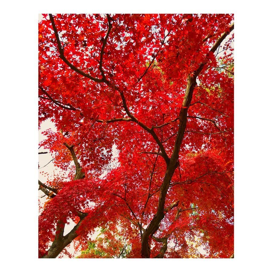 森千波さんのインスタグラム写真 - (森千波Instagram)「11/21 🍁 #autumnleaves #紅葉#南禅寺#京都」11月30日 8時37分 - 1000wave