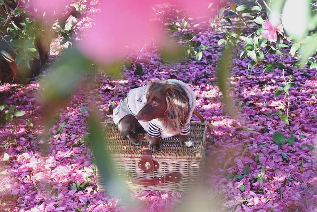 etsukoさんのインスタグラム写真 - (etsukoInstagram)「* 2019.11.29 💗ピンクの絨毯💗 * * * 🐶💬 『ピンクの花びら いっぱいでしたよ～(ㅅ´ ˘ `)♡』 * * * 👧💬 『キイロノセカイは  出遅れたからねぇ…( ¯꒳​¯ )ᐝ ピンクの絨毯が 綺麗で 良かったよぉﾉﾘ■ヽ(´▽｀*)ﾉ■ﾉﾘ』 * * * #アロハと花巡り2019 #ピンクノセカイ  #山茶花  #あろまっぷ  #ミニチュアダックスフンド #ミニチュアダックス #ダックスフンド #ダックス #チョコソリッド #チョコソリ #ワンコなしでは生きて行けません会  #犬のいる暮らし #miniaturedachshund  #miniaturedachs  #dachshund #dachs #dog #dogoftheday  #dogstagram  #flowerstagram  #ig_dogphoto  #ig_flower  #instadog  #instaflower  #todayswanko  #alohahappy🐶 * * *」11月29日 23時51分 - aloha_with_etsuko