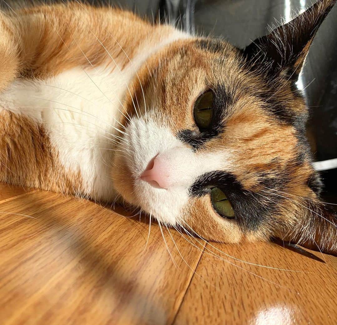 のインスタグラム：「Anyone still in a food coma from yesterday? 🦃😴🤤」