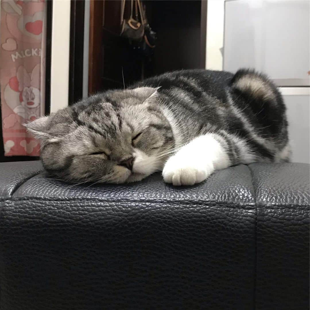 KATSUOのインスタグラム：「ちんまり寝る . #cat #catsofinstagram #instacat #catstagram #katsuo」