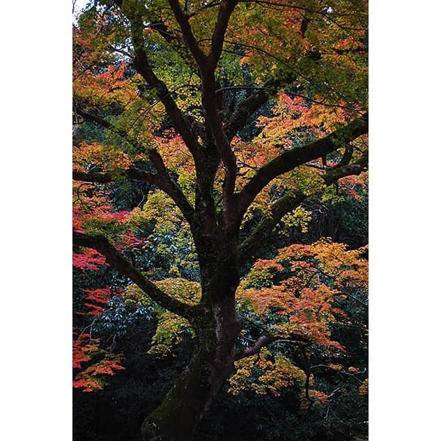 藤谷壮仁郎さんのインスタグラム写真 - (藤谷壮仁郎Instagram)「「箕面大滝」minohfalls ・今回7年ぶりに訪れ、じっくりと散策する事で再発見出来ました😊 写真は300枚を超え、整理しその内のまあまあ観れる50枚をUPしてます！ 昨年9月の台風21号（関西に災害）の影響で、渓流には倒木がかなり多く、そのままの状態の所がありました😱 ・ 「日本の滝百選」に選定されている落差33mの大滝。 箕面は滝と紅葉で知られ、大阪市内から電車で30分。 阪急箕面駅から箕面川の渓流に沿って約2.8Km（徒歩約40分） ・ ・ ・ ・ #自然#箕面#箕面大滝#滝#紅葉#紅葉刈り#紅葉スポット#もみじ#楓葉#水面#渓流#水しぶき#観光地#マイナスイオン#森林#癒し#秋#色彩#静けさ#日本の滝百選 #nature#minoh#minohfalls#waterfalls#autumn#redleaves#autumnleaves#forest」11月30日 0時13分 - soujirou_art