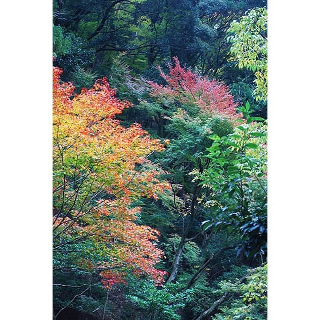 藤谷壮仁郎さんのインスタグラム写真 - (藤谷壮仁郎Instagram)「「箕面大滝」minohfalls ・今回7年ぶりに訪れ、じっくりと散策する事で再発見出来ました😊 写真は300枚を超え、整理しその内のまあまあ観れる50枚をUPしてます！ 昨年9月の台風21号（関西に災害）の影響で、渓流には倒木がかなり多く、そのままの状態の所がありました😱 ・ 「日本の滝百選」に選定されている落差33mの大滝。 箕面は滝と紅葉で知られ、大阪市内から電車で30分。 阪急箕面駅から箕面川の渓流に沿って約2.8Km（徒歩約40分） ・ ・ ・ ・ #自然#箕面#箕面大滝#滝#紅葉#紅葉刈り#紅葉スポット#もみじ#楓葉#水面#渓流#水しぶき#観光地#マイナスイオン#森林#癒し#秋#色彩#静けさ#日本の滝百選 #nature#minoh#minohfalls#waterfalls#autumn#redleaves#autumnleaves#forest」11月30日 0時13分 - soujirou_art