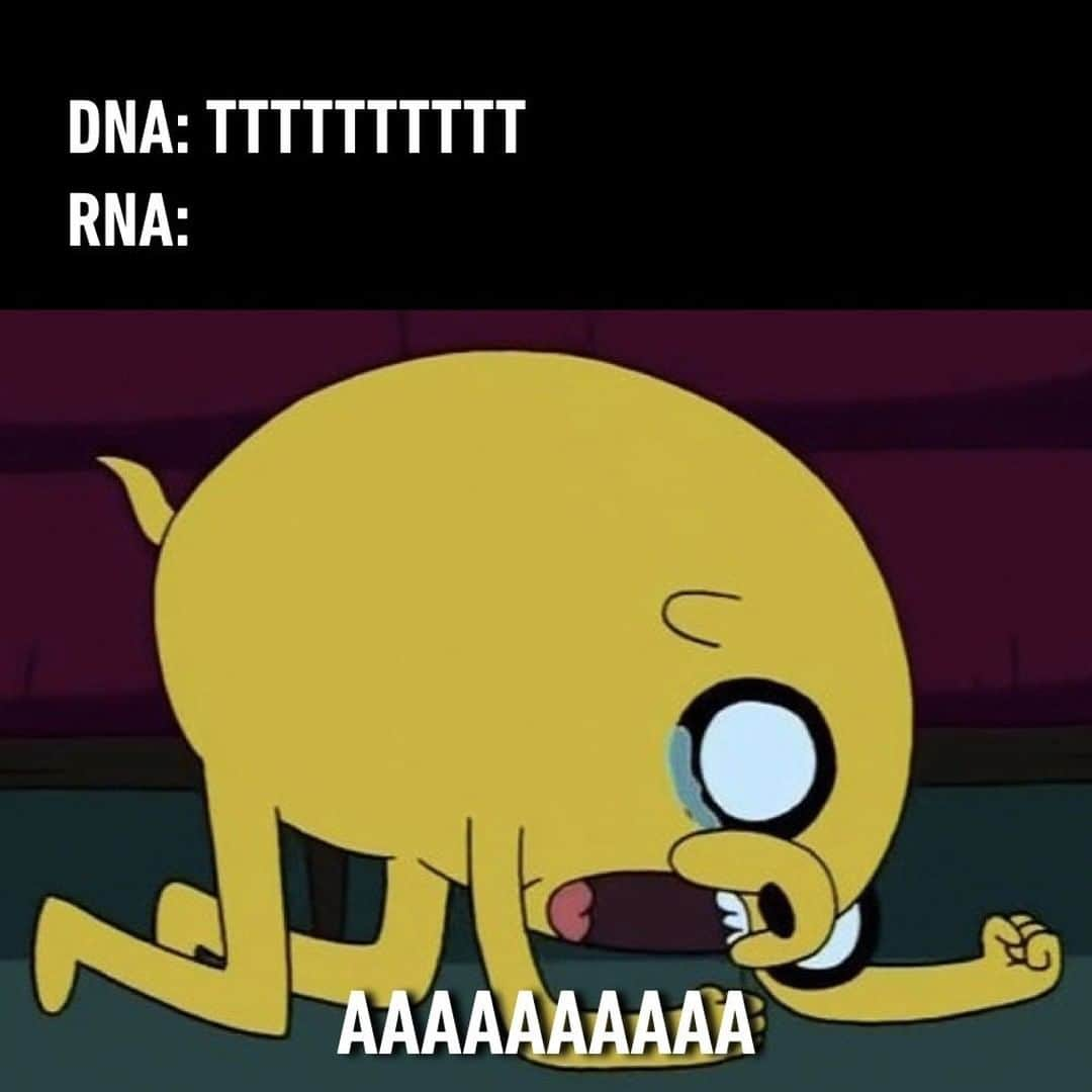 9GAGさんのインスタグラム写真 - (9GAGInstagram)「tRNA: UUUUUUUUUU⠀ #jakethedog #biology #9gag」11月30日 1時05分 - 9gag