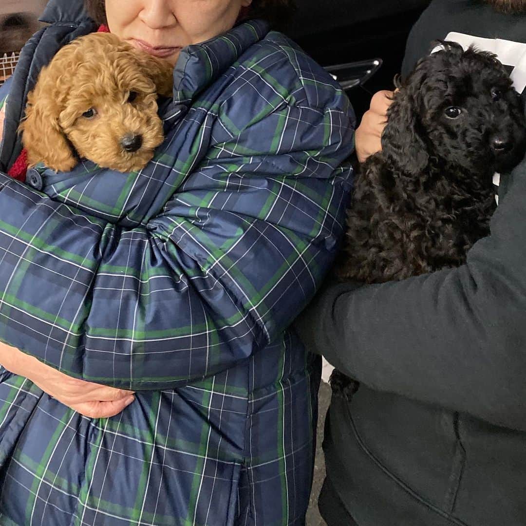 岸本加世子さんのインスタグラム写真 - (岸本加世子Instagram)「我家の愛犬、殿君の弟が生後２カ月になり２匹が愛情深く飼って頂けるお家にそれぞれ今日親元を離れ行きました。絶対幸せになるね。ありがとうございます。」11月30日 1時05分 - kayokokishimoto