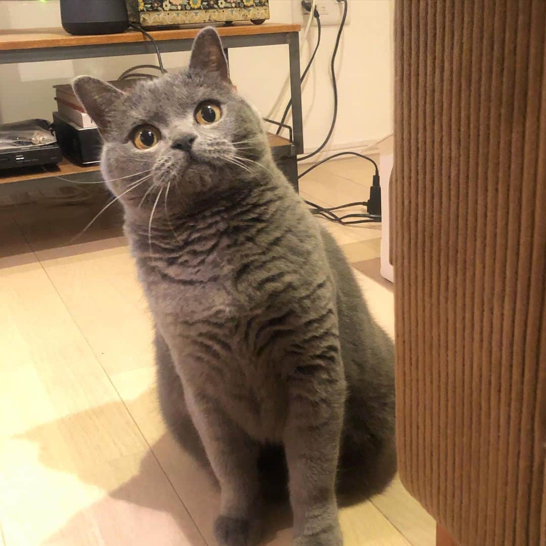 Nico & Tabu with MAYUMI KATOさんのインスタグラム写真 - (Nico & Tabu with MAYUMI KATOInstagram)「出張から帰ってきたらもっこもこになっていたタブちん. なんか怪訝な顔で覗き込んでくる… ママだよ〜😅 #britishshorthair  #cat #bluecat #eclatcat #catstagram #catsofworld #catsofinstagram #cats_of_instagram  #world_kawaii_cat #instagramcat #cute #catlover #ブリティッシュショートヘア #ブリショー #ねこ部 #ペコねこ部 #みんねこ#にゃんすたぐらむ #猫山商事 #ブリ商会 #関東にゃんこ部 #多頭飼い #고양이 #кошка #قط #英国短毛猫 #katze」11月30日 1時15分 - mayuekkip