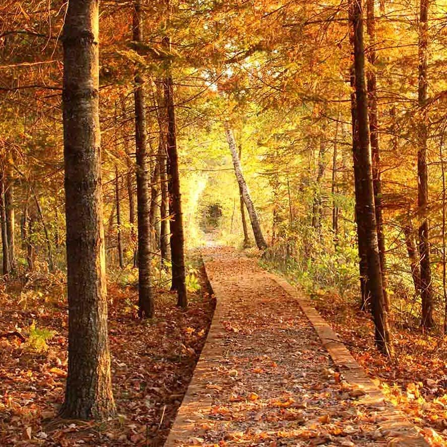 アメリカ内務省さんのインスタグラム写真 - (アメリカ内務省Instagram)「It's time to bundle up and take that walk in the #woods. Whether it’s crunchy #leaves underfoot and a golden canopy overhead or snowy scenes -- walking paths like this one at Tamarac National Wildlife Refuge in #Minnesota can alleviate anxiety. Surrounded by loved ones or escaping for a few solitary moments, #America's #PublicLands provide easy trails to walk off any #holiday stress and ease the digestion of tasty meals. Photo of a gorgeous fall scene at Tamarac #NationalWildlifeRefuge by LuGene Peterson. #usinterior #travel #usfws」11月30日 1時32分 - usinterior