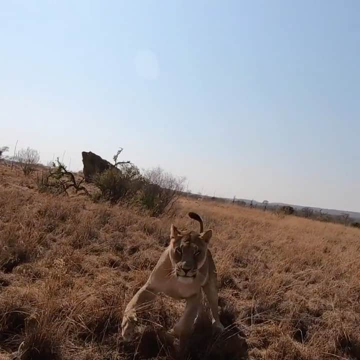 Kevin Richardson LionWhisperer のインスタグラム