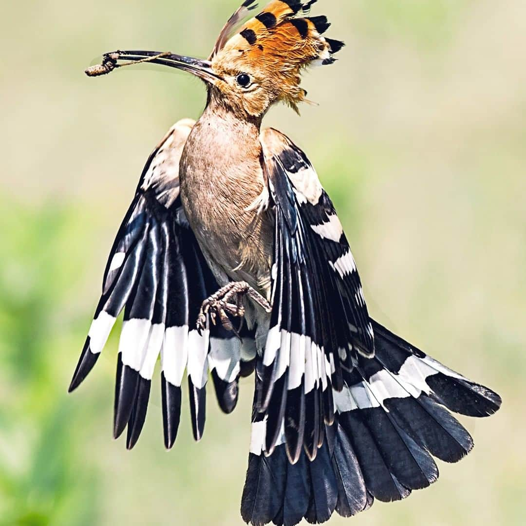 Discoveryさんのインスタグラム写真 - (DiscoveryInstagram)「Early bird gets the worm. 🛍️#BlackFriday . . . . #adventure #travel #nature #photography #photooftheday #naturephotography #instagood #wildlifeIG #explore #naturelovers #holiday #blackfriday #shopping #TGIF #Eurasianhoopoe」11月30日 2時00分 - discovery