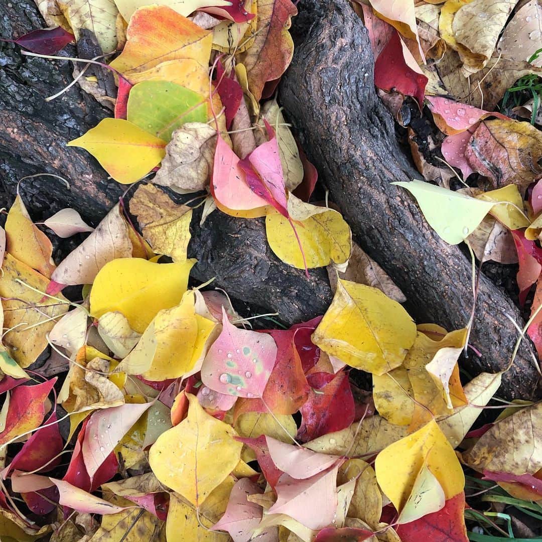Kensho Onukiさんのインスタグラム写真 - (Kensho OnukiInstagram)「秋のアート展開催中😊@ねこじゃらし公園！ナンキンハゼの木の下に素晴らしい色彩の世界。まさに落ち葉の生み出す天然の美ですよね。ホントにいつだって癒されます！#自然のアート #落ち葉の物語 #世田谷の緑」11月30日 2時01分 - kensho_onuki