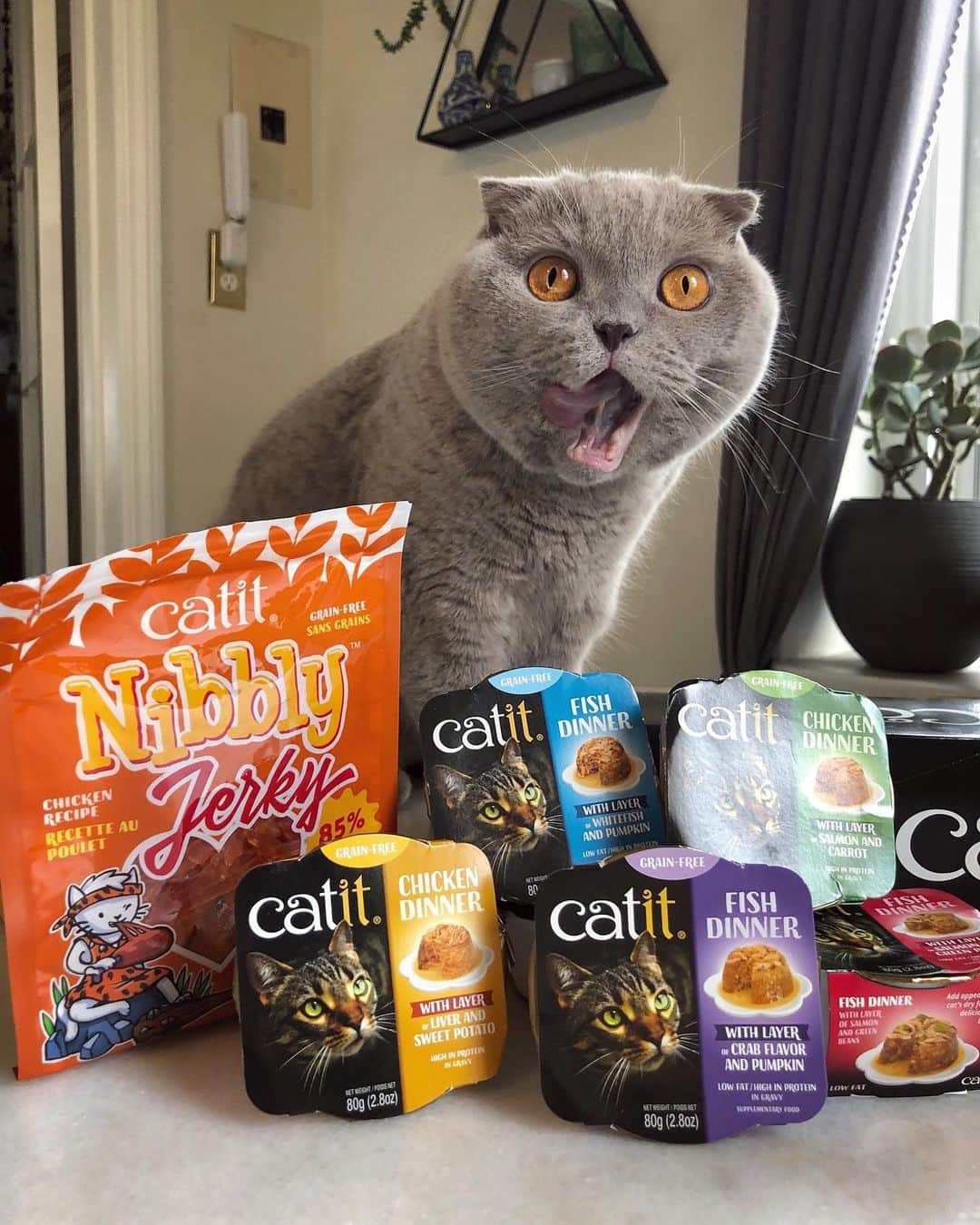 Millaさんのインスタグラム写真 - (MillaInstagram)「GIVEAWAY: (UPDATE) congrats @jaclynkogler on WINNING! 🐾 Thanksgiving leftovers or @catitdesignproducts Nibbly Jerky Treats and delicious Dinners? That’s an easy decision! 😻 TODAY ALL PRODUCTS on Catit’s website will be 25% for BLACK FRIDAY‼️ Get all your holiday shopping for your fur babies now! LINK in PROFILE. 🙀 ALSO... we are giving away a pack of Catit Dinners and Jerky Treats. To enter the giveaway: 1. LIKE & Tag a friend in comments. 2. Make sure you follow Milla 3. Follow @catitdesignproducts 🎁 We will announce the winner December 1st! Good Luck! 💕 #MillaTheCat #Catit #BlackFriday #Giveaway」11月30日 2時05分 - millathecat