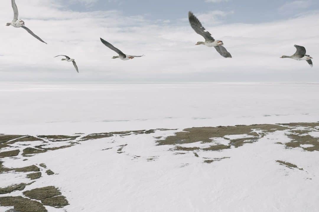 National Geographic Travelさんのインスタグラム写真 - (National Geographic TravelInstagram)「Photo by @kiliiiyuyan | Greater white-fronted geese fly over the tundra at Teshekpuk Lake, Alaska, in May. Teshekpuk is ground zero for the Arctic's migratory birds, which are already being squeezed by other factors like climate change and loss of habitat in the places they stop elsewhere around the world. Follow me @kiliiiyuyan for more from the north and beyond. #alaska #geese #NPR-A」11月30日 2時07分 - natgeotravel