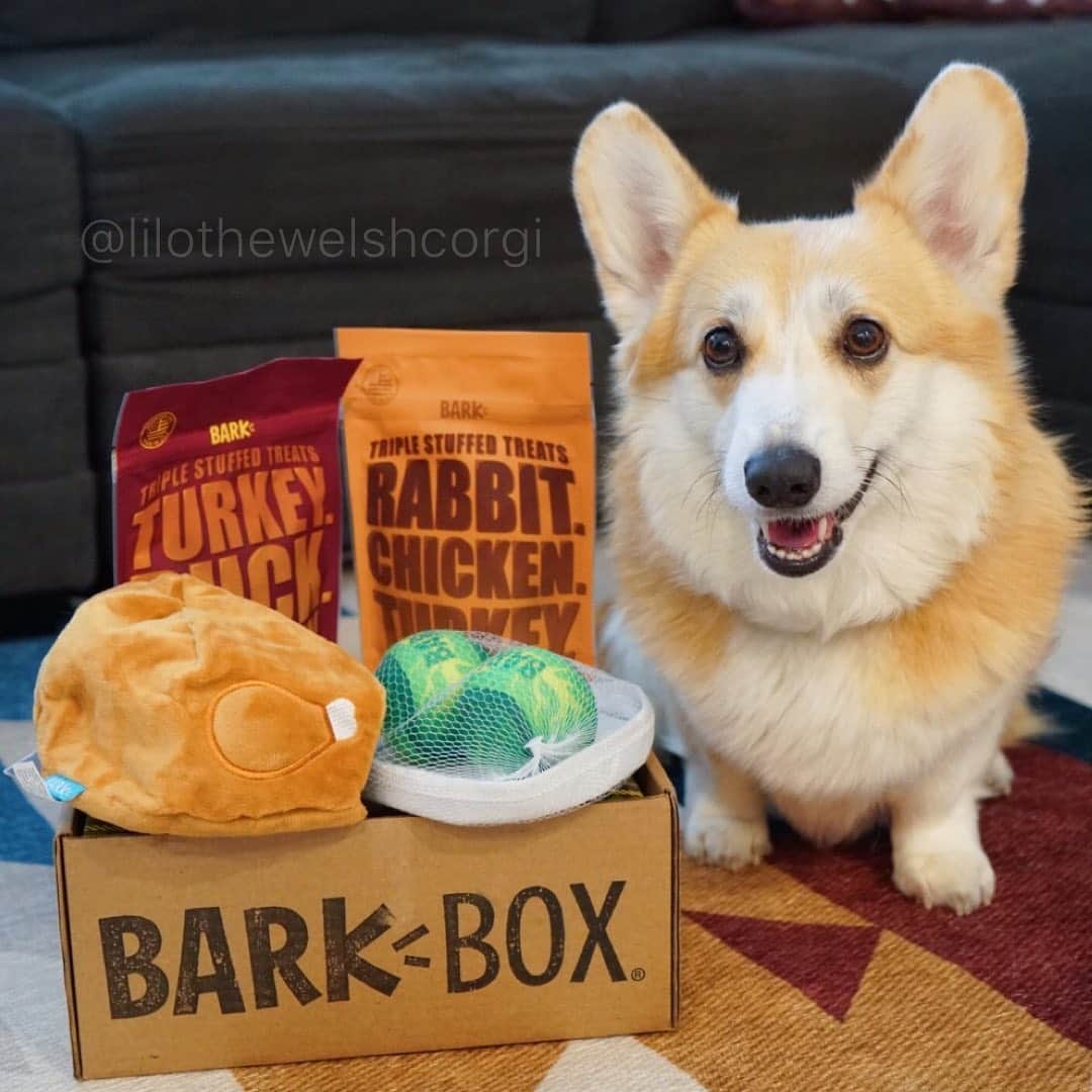 Liloさんのインスタグラム写真 - (LiloInstagram)「Hope you got loads of food for thanksgiving woof! Are you brave enough to get some #blackfriday shopping in woof? Well your pupper would enjoy a @barkbox deal! Sign up and worry less with #barkbox use code “LILOCORGI” for extra goodies!」11月30日 2時23分 - lilothewelshcorgi