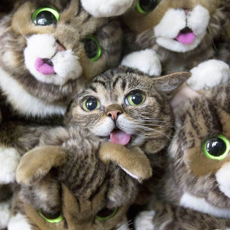 Lil BUBさんのインスタグラム写真 - (Lil BUBInstagram)「Lil BUB's Black Friday Sale is in full effect at the link in our bio (store.lilbub.com) - Save 25% and get a free X-Mas when you Give the Gift of BUB and help special needs pets at the same time. Get your BUB Plush Toy before they sell out (they will) #lilbub #blackfriday #PileOfBubs」11月30日 2時25分 - iamlilbub