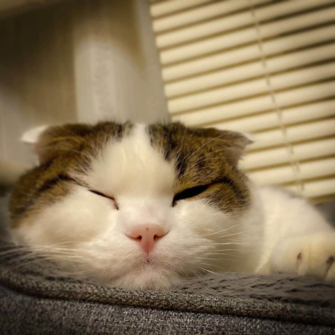 のインスタグラム：「おまんじゅう猫🐈🍡 寒いね〜 眠いね〜 冬だね〜 #ねこ #でぶねこ #スコティッシュフォールド #立ち耳スコ #かつお #cat #catstagram #ねこ部 #最近夜更かし #寒いの苦手　#寒すぎて何もしたくないのは猫も人も同じ」