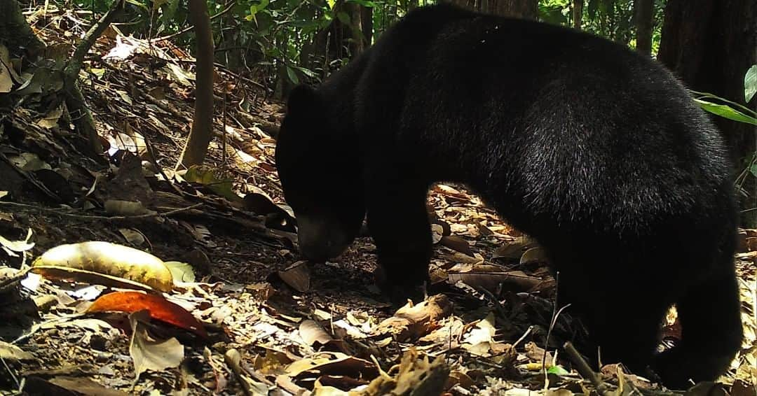 スミソニアン国立動物園さんのインスタグラム写真 - (スミソニアン国立動物園Instagram)「🐛 Foraging for something tasty? Sun bears are omnivores, eating mostly fruit and insects. Our scientists caught this sun bear on a #CameraTrap in #Borneo. 🐻 #ConservationCam」11月30日 3時10分 - smithsonianzoo