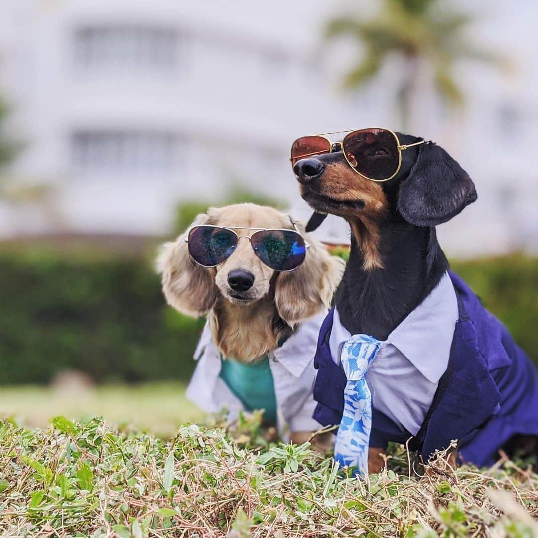 Crusoe the Celebrity Dachshundさんのインスタグラム写真 - (Crusoe the Celebrity DachshundInstagram)「“Think they should hire us for the MIAMI VICE reboot?? 😎🌴” ~ Crusoe」11月30日 3時50分 - crusoe_dachshund