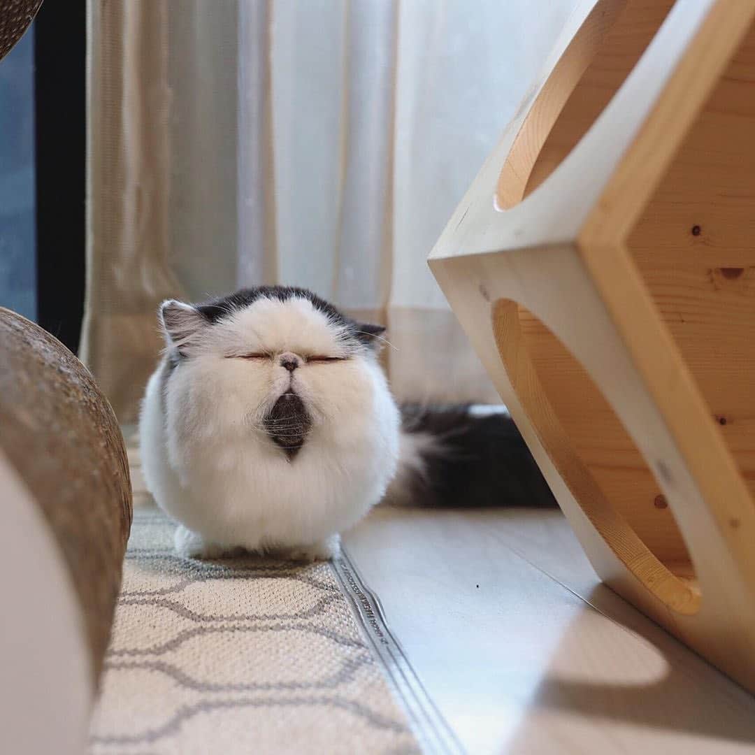 Instagramさんのインスタグラム写真 - (InstagramInstagram)「Meet today’s #WeeklyFluff. This is Zuu (@pechanko_bocco), a very well-rounded exotic long-haired cat. “He has a big head, short legs and long hair, so if you look from the front he looks like a ball,” explains his human, Chika. ⁣ ⁣ Photo by @pechanko_bocco」11月30日 4時03分 - instagram