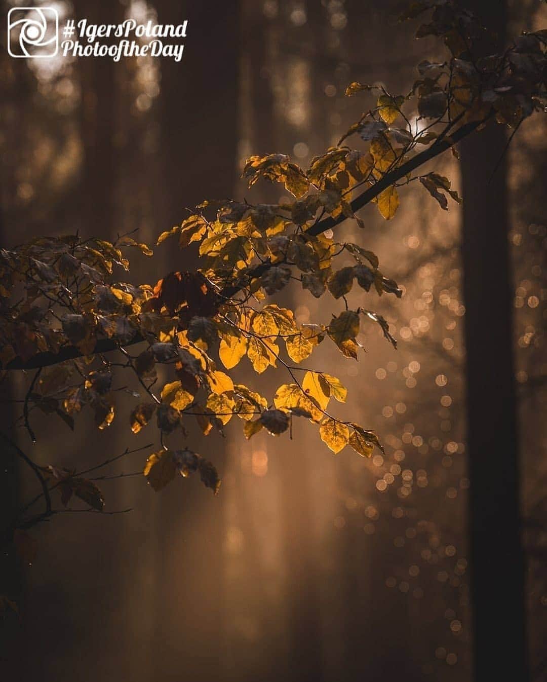 Instagramersさんのインスタグラム写真 - (InstagramersInstagram)「Beautiful autumn light in Poland by @tanczacachmura at @igerspoland @igerslublin 😍📸🙌🍁🍂 #igersPoland #igersLublin #igers」11月30日 5時10分 - igers