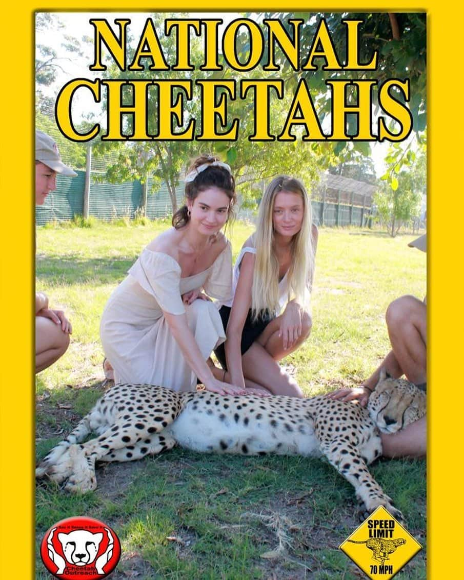 リリー・ジェームズさんのインスタグラム写真 - (リリー・ジェームズInstagram)「It’s a classic. @rebeccacorbinmurray @cheetah_outreach Cheetah Outreach- NON PROFIT ORGANISATION ‘At cheetah outreach we understand the complexity and issues involving cheetah conservation.  We are proud of our continuing efforts over the past 20  years to protect the South African cheetah.  Our livestock guarding dog field staff work with land owners in cheetah range areas to find ways of mitigating human-wildlife conflict.  Our education staff work with local schools to teach a conservation ethic to young children.  Visitors to our facility are provided with a comprehensive talk on conservation and our efforts’」11月30日 5時27分 - lilyjamesofficial