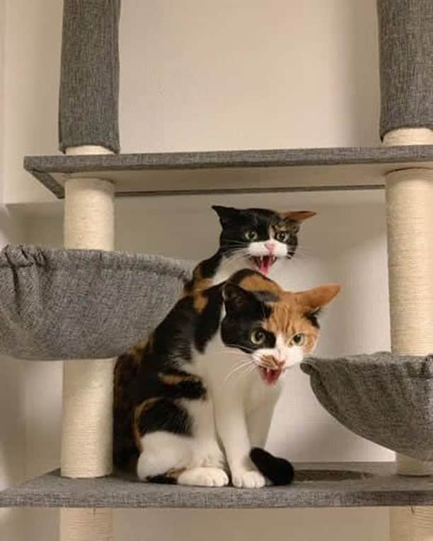 Aww Clubのインスタグラム