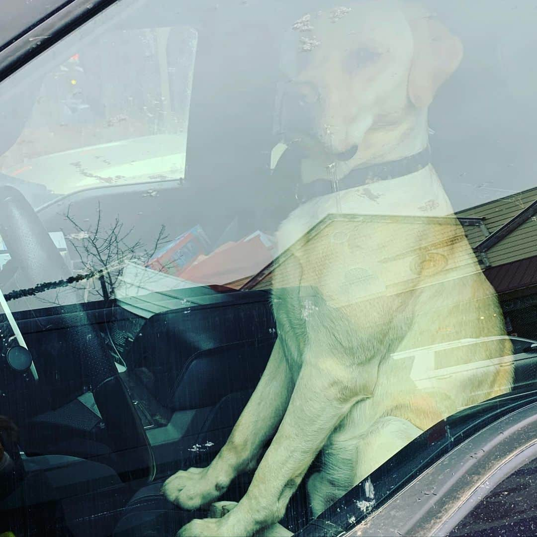 デニス・リチャーズさんのインスタグラム写真 - (デニス・リチャーズInstagram)「I don’t know this beautiful dog here in Montana. Made me laugh thinking he/or she is slightly impatient waiting to drive away & leave. I’m sorry to the owner if I shouldn’t be posting this. This lovely pooch has so much personality that I can see without even meeting him/or her❤️」11月30日 6時16分 - deniserichards