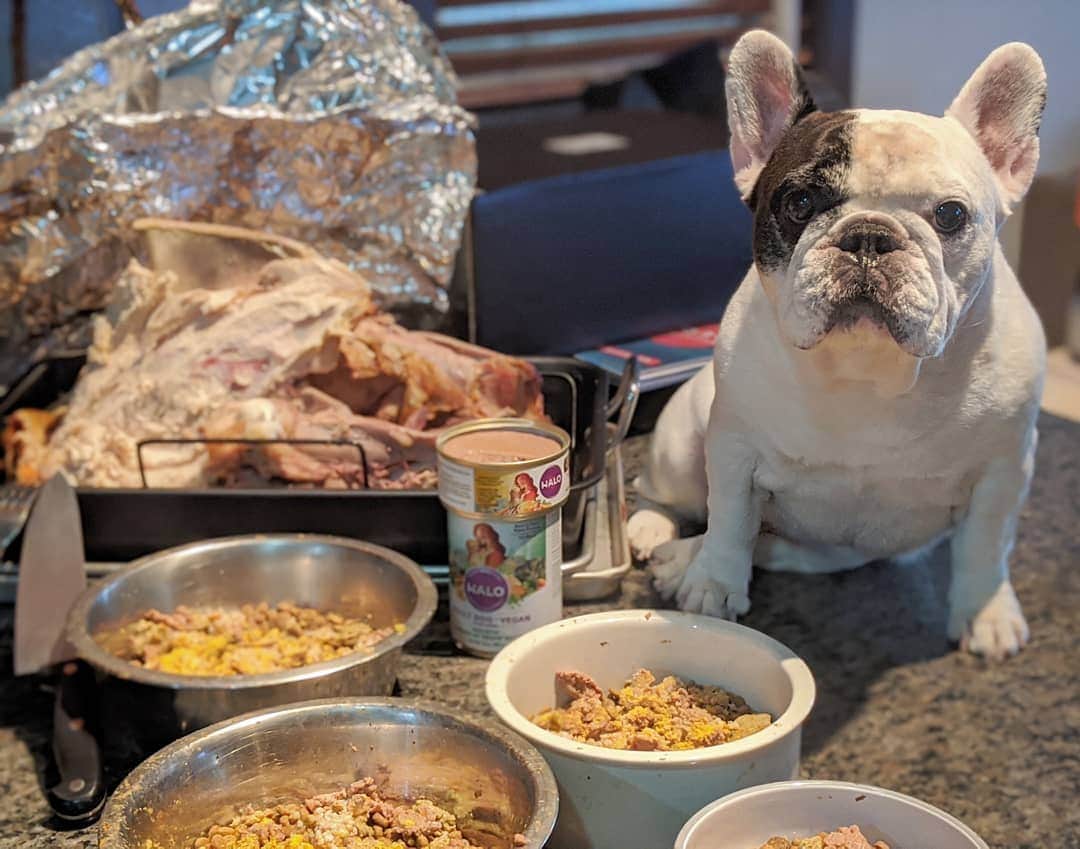Manny The Frenchieさんのインスタグラム写真 - (Manny The FrenchieInstagram)「Thanksgiving is great and all, but leftovers are for us! Get to have turkey added to our food today! 😋🍗 @halopets」11月30日 6時21分 - manny_the_frenchie