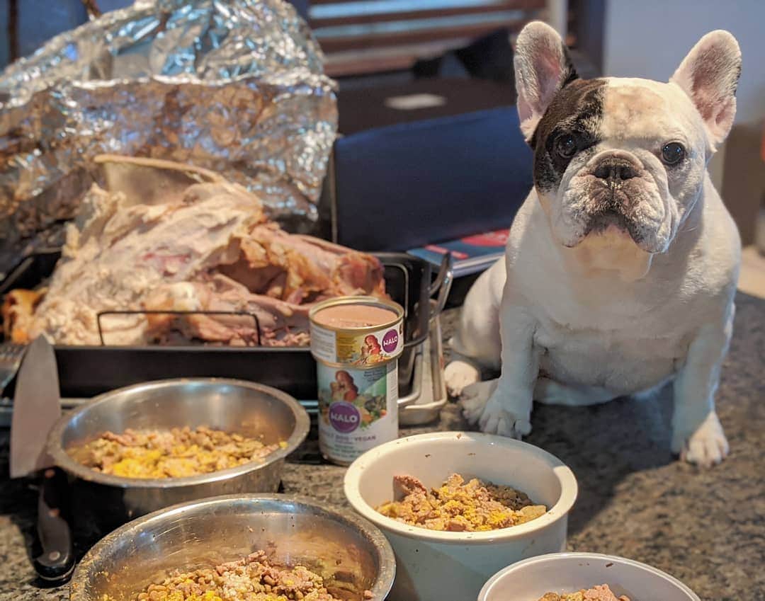 Manny The Frenchieのインスタグラム：「Thanksgiving is great and all, but leftovers are for us! Get to have turkey added to our food today! 😋🍗 @halopets」