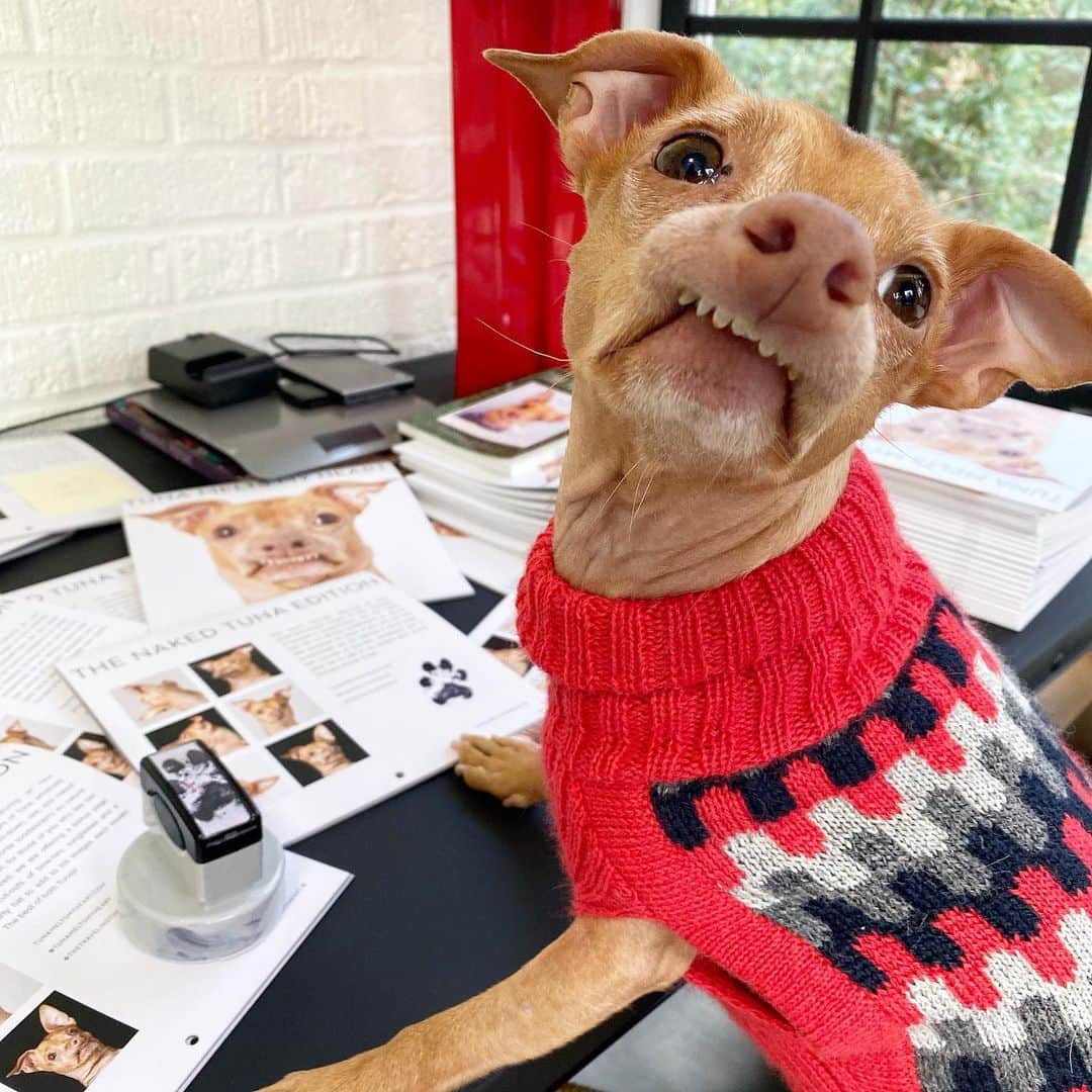 Tuna {breed:chiweenie} さんのインスタグラム写真 - (Tuna {breed:chiweenie} Instagram)「Someone is pawdographing the day away because you can order your 2020 Tuna calendars with his official pawdograph for an additional dollar! Every dollar will go towards supporting @thegentlebarn over the next week. The Gentle Barn is a rescue organisation and sanctuary that was recently affected by the Tick Fire in Santa Clarita, CA. For more info on the calendar and The Gentle Barn, visit the link in his bio!  Sweater by: @alqo_wasi via @leadthewalk」11月30日 6時37分 - tunameltsmyheart